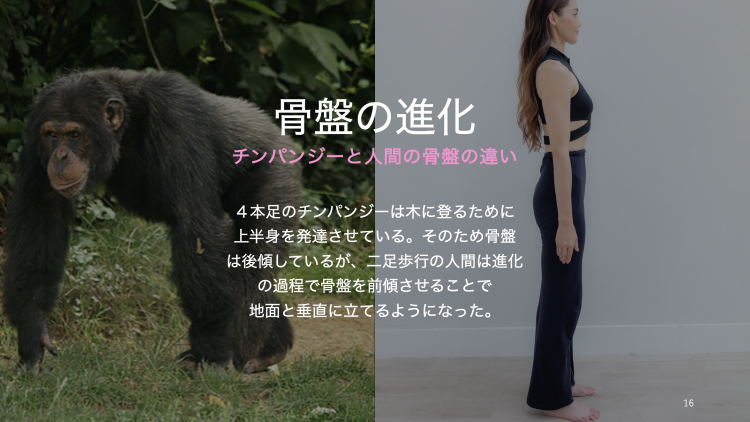 Part1 骨盤の仕組み